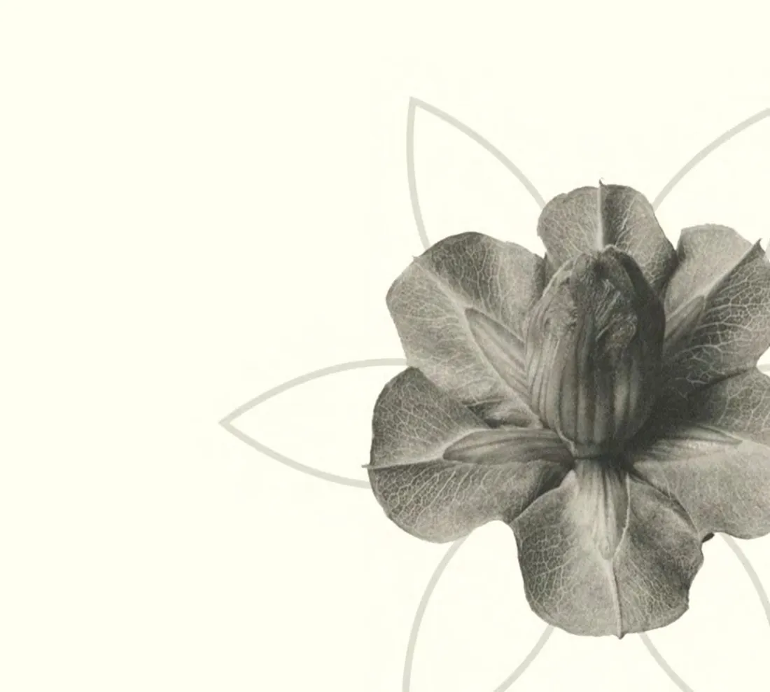 Flor sobre a flor da vida, editorial Gineco Holística
